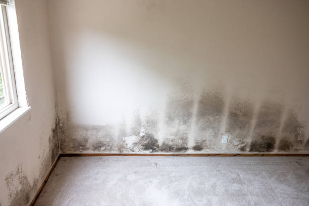 Mold Removal for HVAC Installations in Wetherington, OH